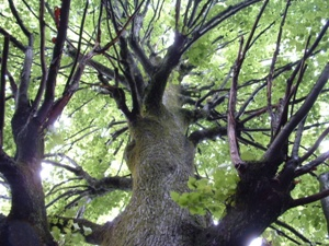 Foto Baum von untent, Fotocredit: Vlasitz & Zodl