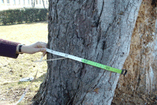 Baumkontrolle für den Parktiker